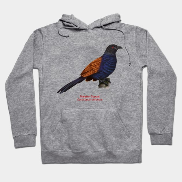 Greater Coucal | Centropus sinensis Hoodie by bona 